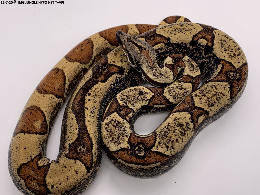 IMG JUNGLE HYPO HET T+ VPI